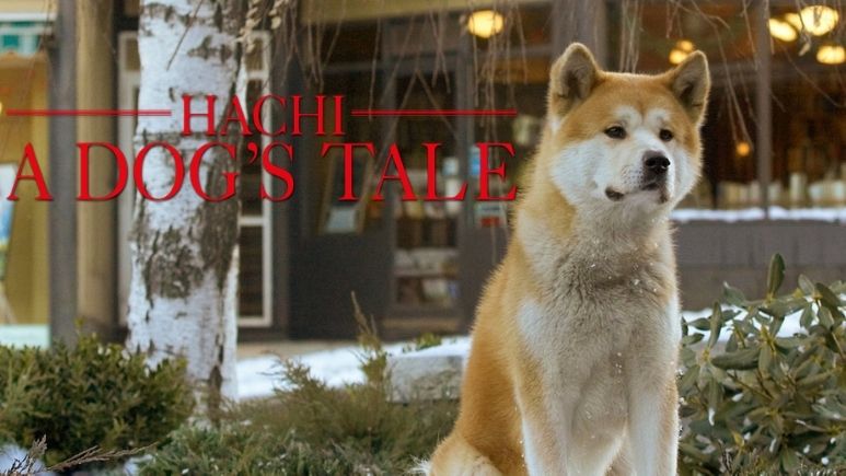 hachi a dogs tale free stream